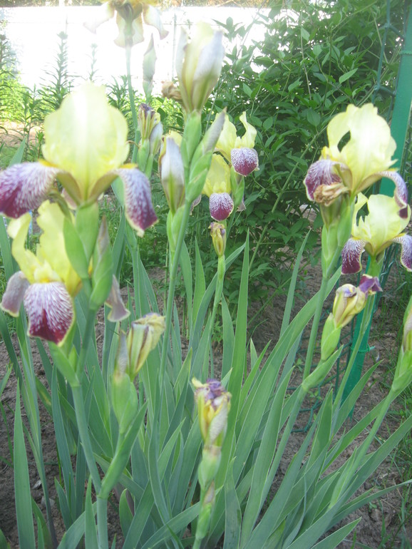 Летние, часть 1)