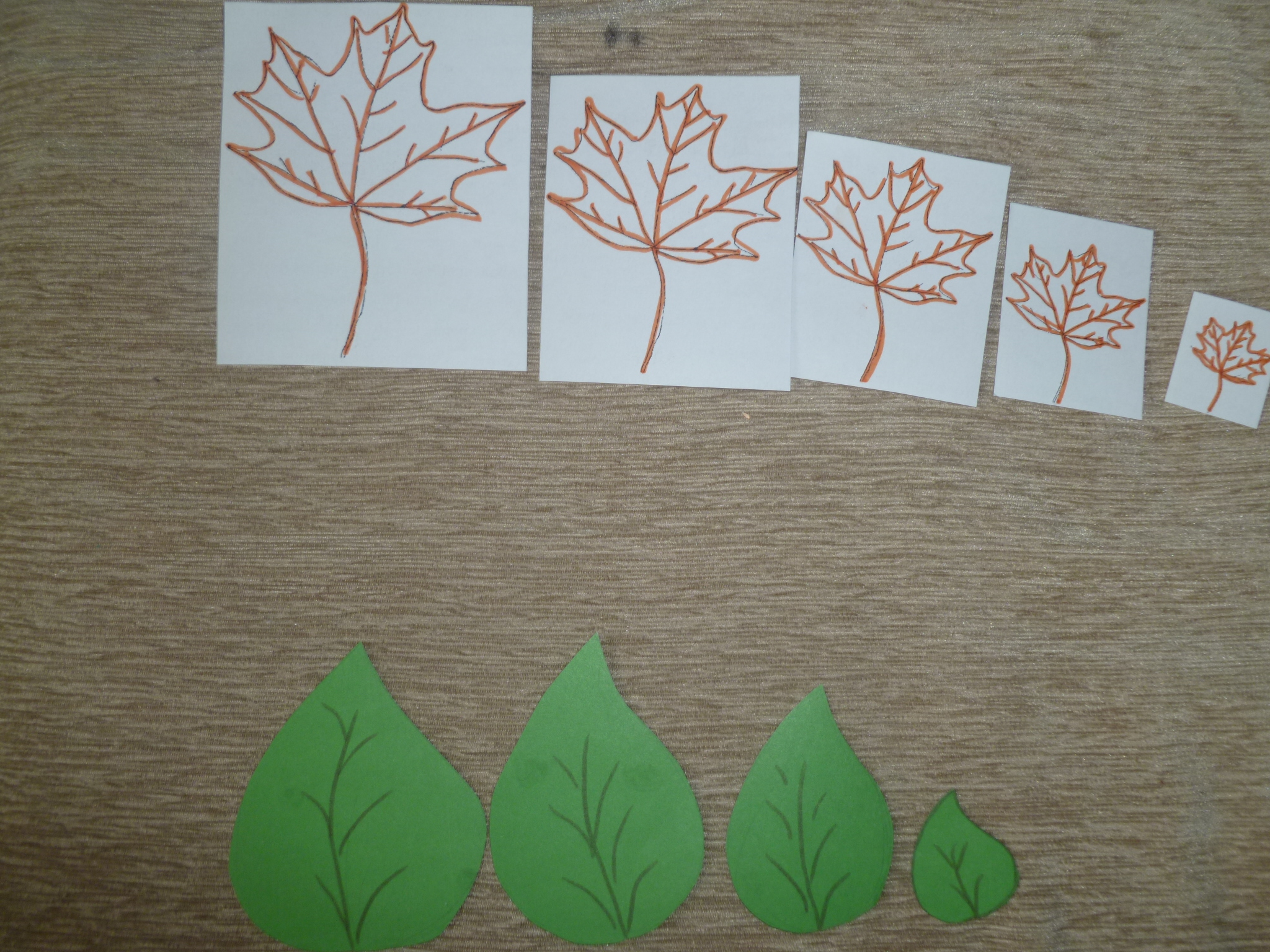 ТН "Деревья" 1 день.