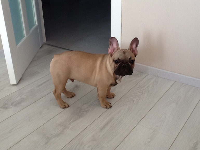 Нашему Лексу 5 мес.