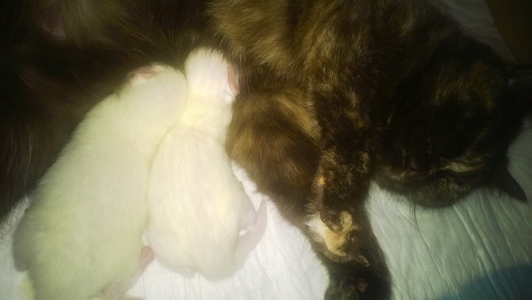 Белые и плюшевые :)