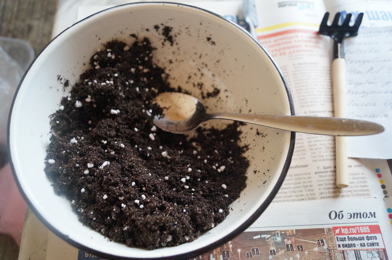 Довольна как слон! Обзавелась фиалочками!