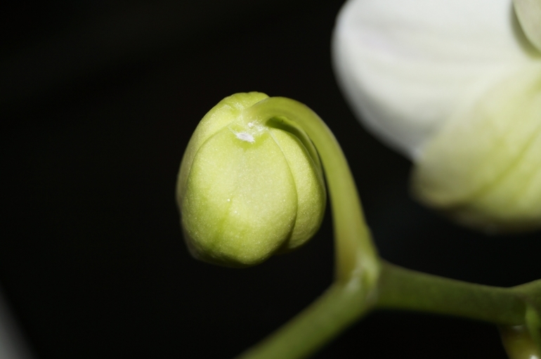 Мои питомцы