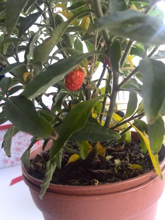 помогите спасти растюшки