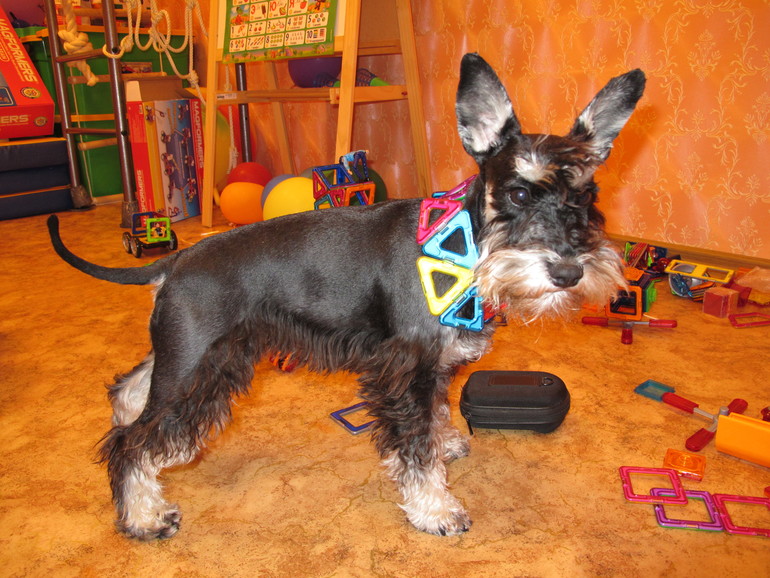 И мы хотим похвалить Magformers