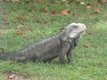Дорогие мои ,девочки,спасибо вам !!!!!