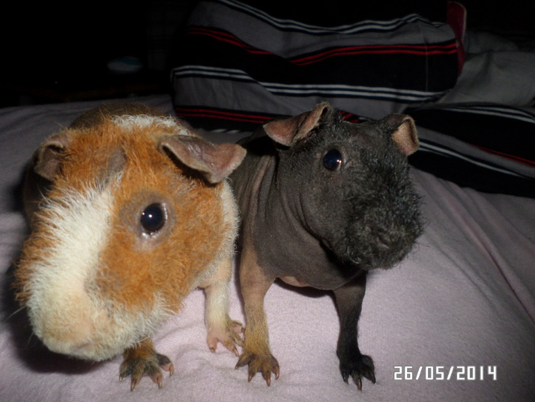 Моя любимая живность