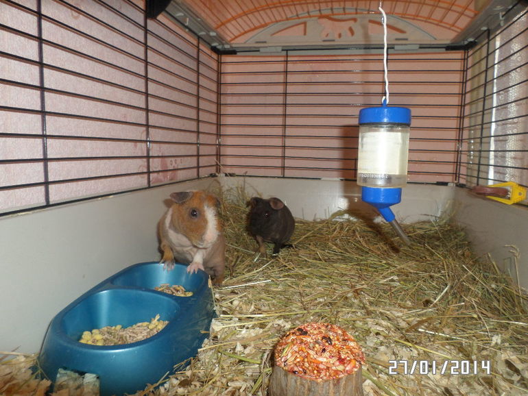 Моя любимая живность