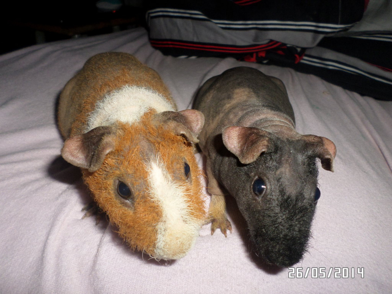 Моя любимая живность