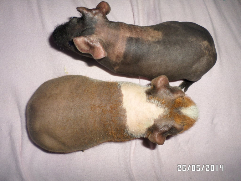 Моя любимая живность