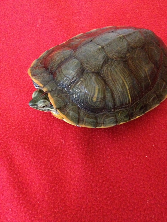 Отчет по ТЗ "По дороге с облаками"