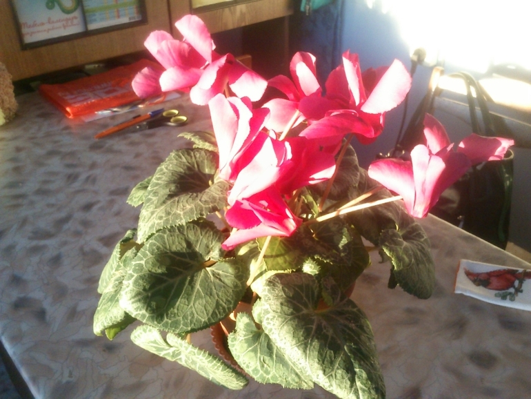 красивые цикломены