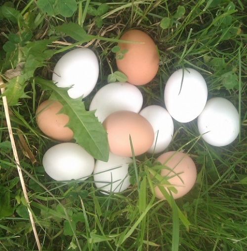 Деревенское домашнее яйцо