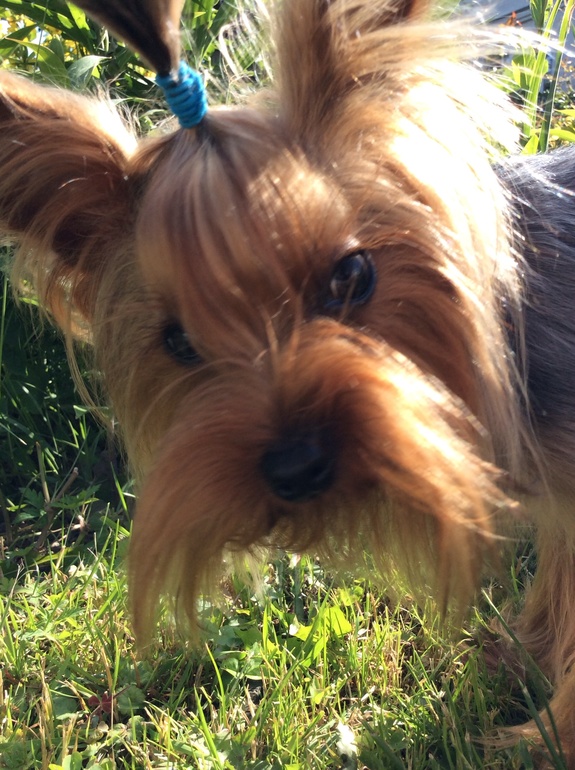 Собачий интимный вопрос