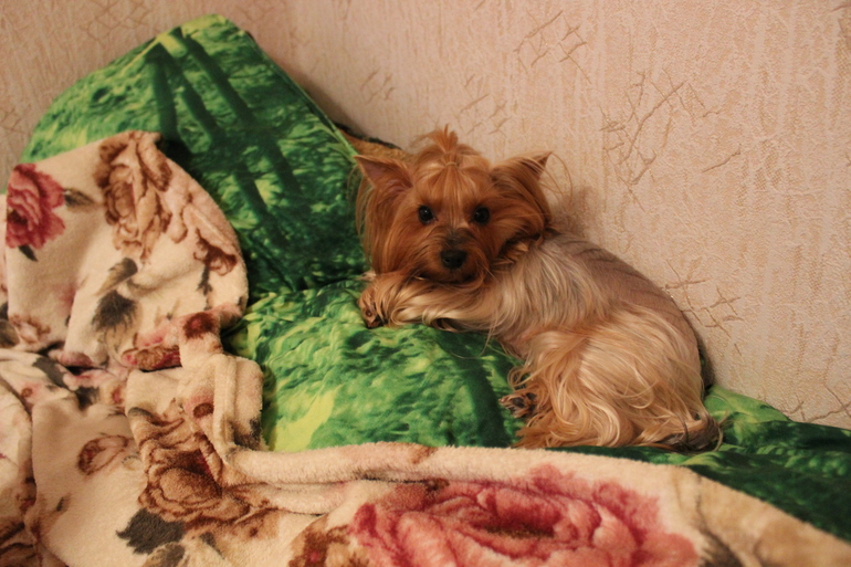 Новая стрижка Бони