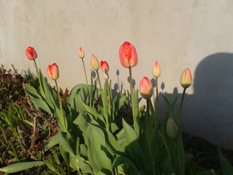 Моя радость