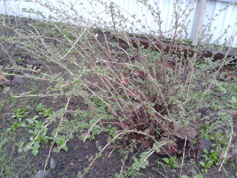 Ранняя весна