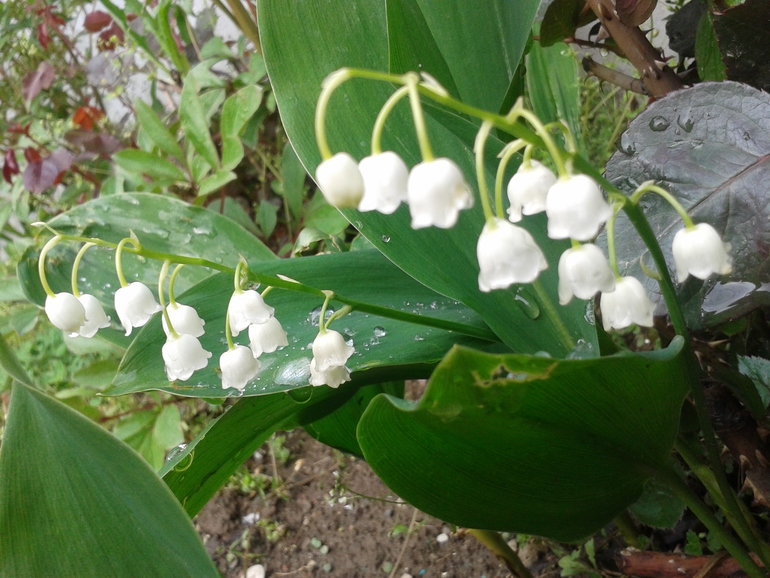 Моя радость