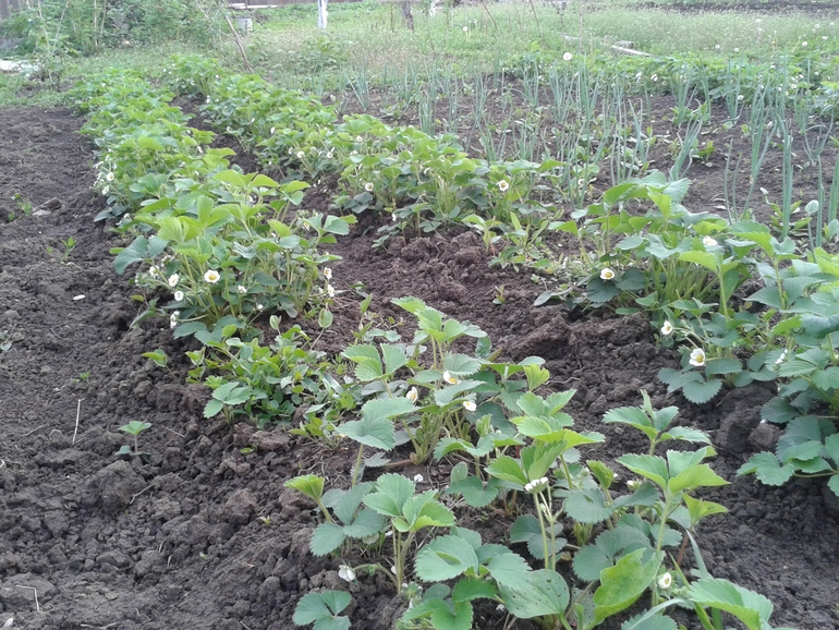 Моя радость