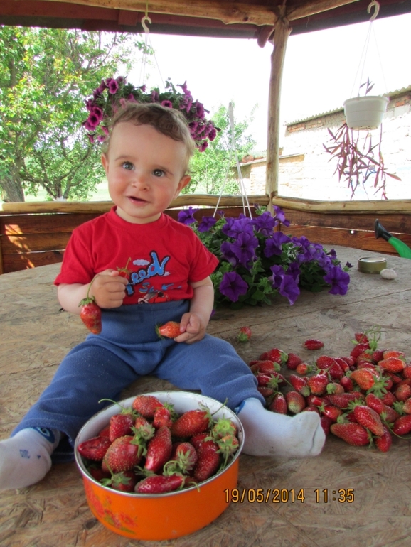 Урожай клубничный...Мише 9 месяцев