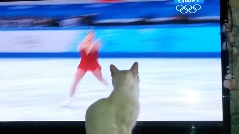 Кот и фигурное катание.