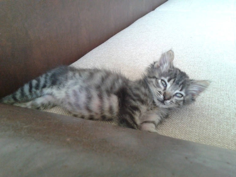 Пристраиваю нашего шилопопа