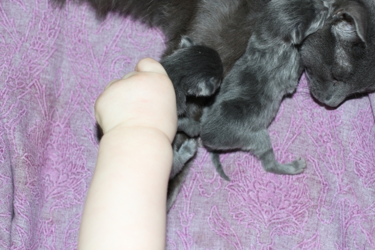 а у нас сегодня кошка родила вчера котят!