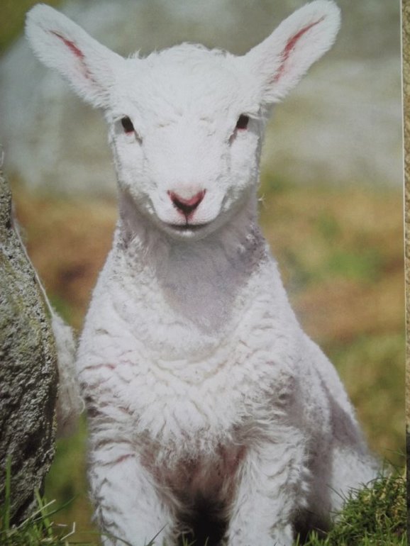 наше пополнение 2014