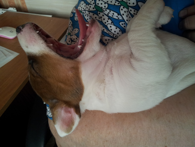 Собаки, как люди...