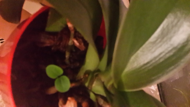 Орхидея дала детку?