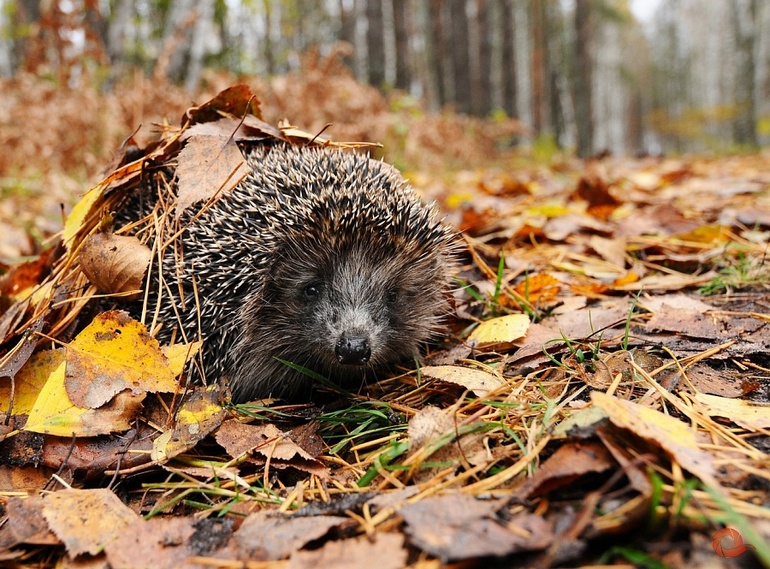 Кто куда? Фестиваль