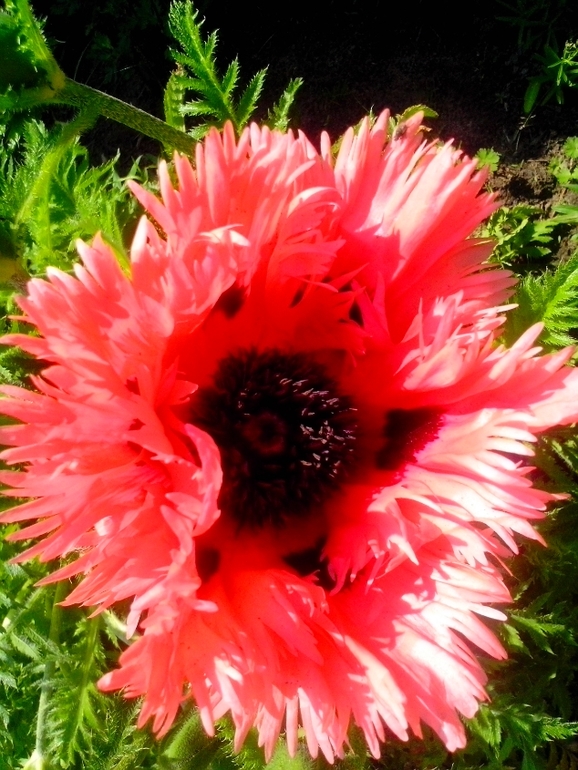 Что за чудо-цветочек?