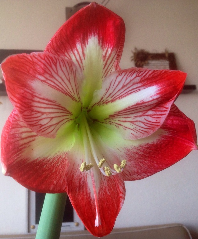 Урра!!! Зацвел красавчик)))