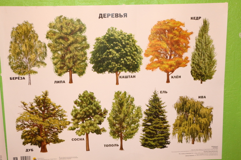 Отчет ТЗ "Деревья". Гуляем-изучаем.