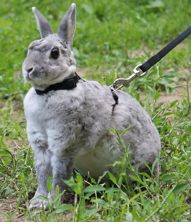 Мои кролики гуляют)