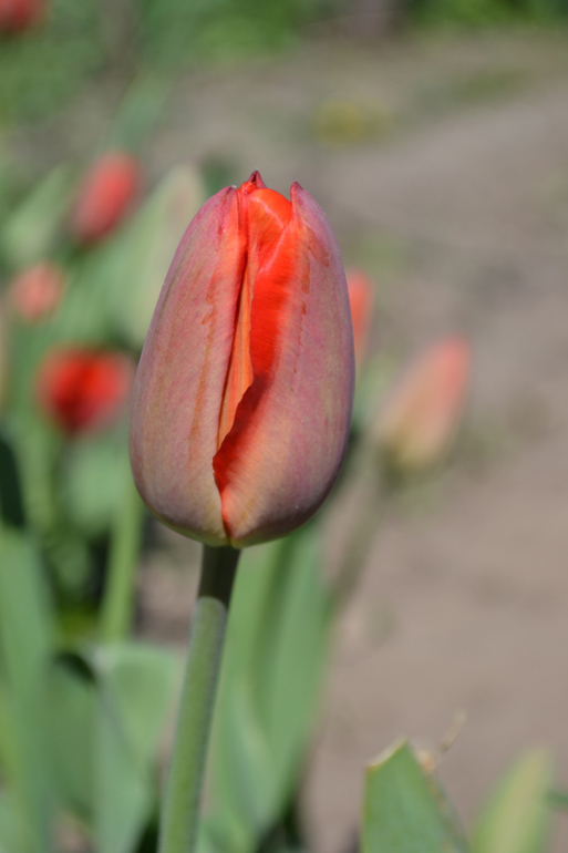 Сакура цветет, ну как сакура, вишня садовая и китайка ))))