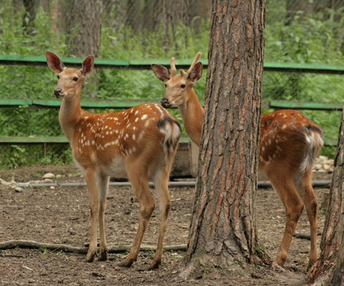 Томская Писаница! что соскучилась я по ней... (утомительный пост)