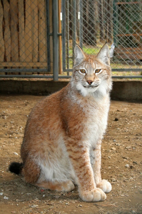 Томская Писаница! что соскучилась я по ней... (утомительный пост)