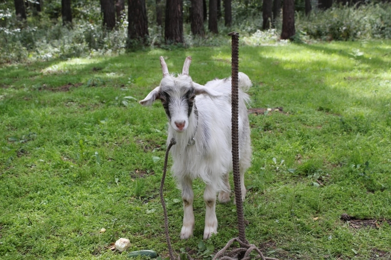 Томская Писаница! что соскучилась я по ней... (утомительный пост)