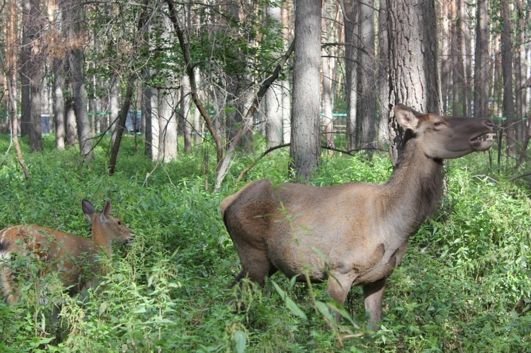 Томская Писаница! что соскучилась я по ней... (утомительный пост)