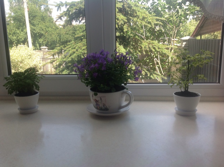 Кусочек прованса на подоконнике