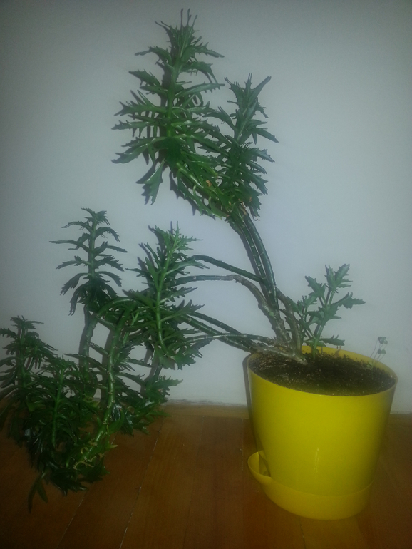 Подскажите пожалуйста,как называется растение?