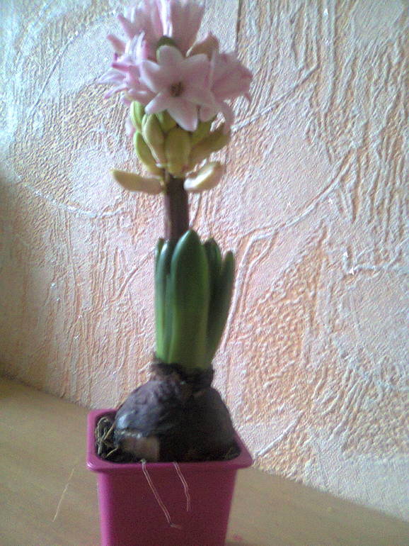 Подскажите что это за цветок