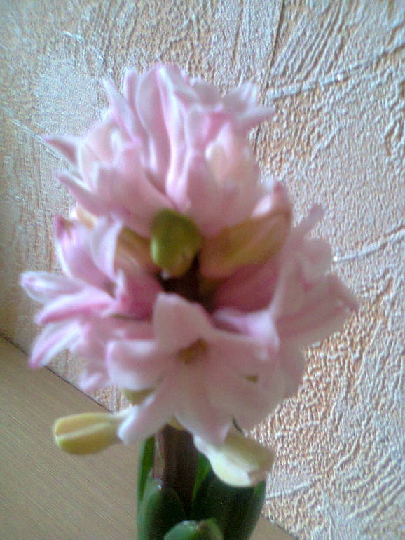 Подскажите что это за цветок