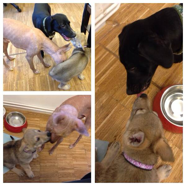 Немного телефонофото