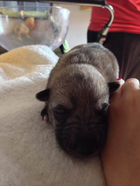 Сбылась (ну почти) мечта идиота!