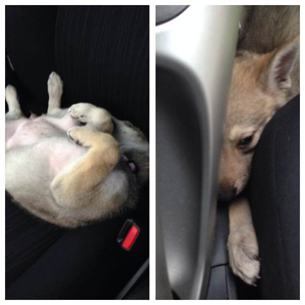 Немного телефонофото