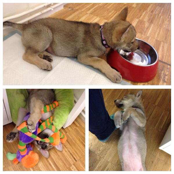 Немного телефонофото