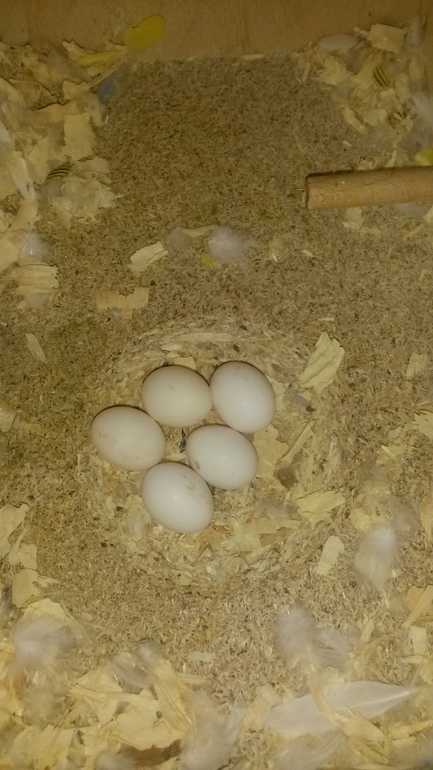 Моя курица))))))