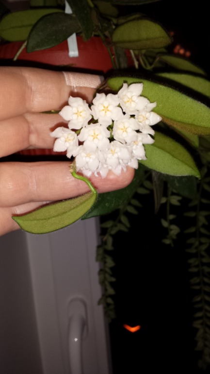 Hoya thomsonii