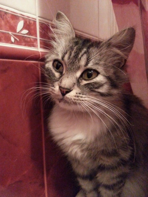 Моя красавица Маркиза!